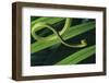 Green Vine Snake-DLILLC-Framed Photographic Print