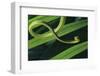 Green Vine Snake-DLILLC-Framed Photographic Print