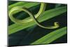 Green Vine Snake-DLILLC-Mounted Photographic Print