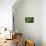 Green Vine Snake-DLILLC-Photographic Print displayed on a wall