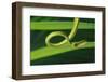Green Vine Snake-DLILLC-Framed Photographic Print