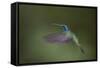 Green Violet-Ear Hummingbird. Monteverde. Costa Rica. Central America-Tom Norring-Framed Stretched Canvas