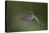 Green Violet-Ear Hummingbird. Monteverde. Costa Rica. Central America-Tom Norring-Stretched Canvas