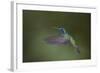 Green Violet-Ear Hummingbird. Monteverde. Costa Rica. Central America-Tom Norring-Framed Photographic Print