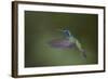 Green Violet-Ear Hummingbird. Monteverde. Costa Rica. Central America-Tom Norring-Framed Photographic Print