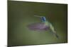 Green Violet-Ear Hummingbird. Monteverde. Costa Rica. Central America-Tom Norring-Mounted Photographic Print