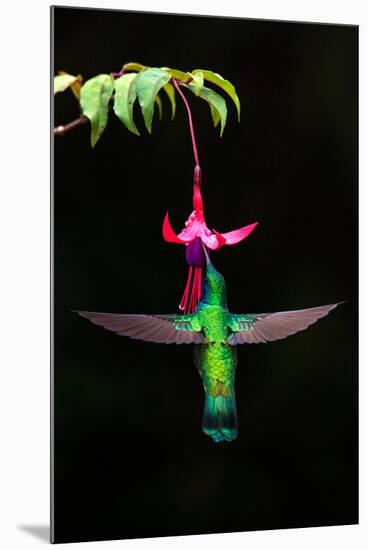 Green Violetear (Colibri Thalassinus) Feeding on a Flower, Savegre, Costa Rica-null-Mounted Photographic Print