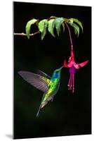 Green Violetear (Colibri Thalassinus) Feeding on a Flower, Savegre, Costa Rica-null-Mounted Premium Photographic Print