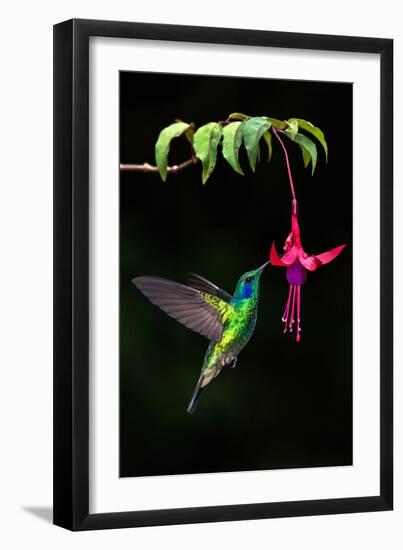 Green Violetear (Colibri Thalassinus) Feeding on a Flower, Savegre, Costa Rica-null-Framed Photographic Print