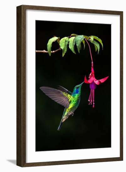 Green Violetear (Colibri Thalassinus) Feeding on a Flower, Savegre, Costa Rica-null-Framed Photographic Print