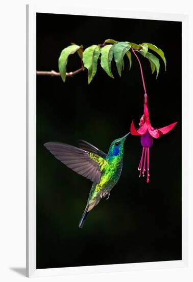 Green Violetear (Colibri Thalassinus) Feeding on a Flower, Savegre, Costa Rica-null-Framed Photographic Print