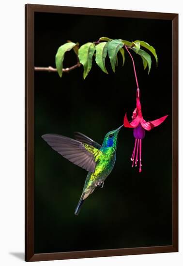 Green Violetear (Colibri Thalassinus) Feeding on a Flower, Savegre, Costa Rica-null-Framed Photographic Print