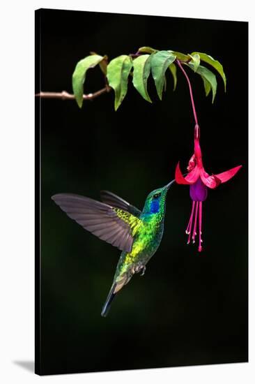 Green Violetear (Colibri Thalassinus) Feeding on a Flower, Savegre, Costa Rica-null-Stretched Canvas