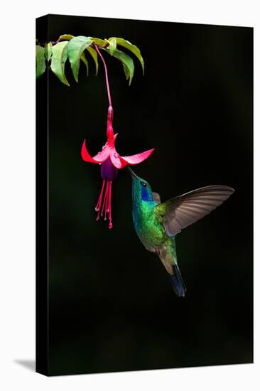 Green Violetear (Colibri Thalassinus) Feeding on a Flower, Savegre, Costa Rica-null-Stretched Canvas