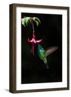 Green Violetear (Colibri Thalassinus) Feeding on a Flower, Savegre, Costa Rica-null-Framed Photographic Print