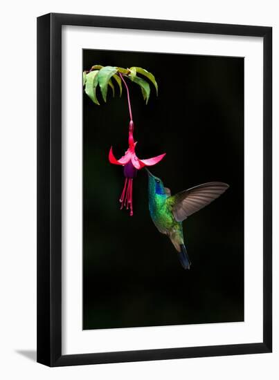 Green Violetear (Colibri Thalassinus) Feeding on a Flower, Savegre, Costa Rica-null-Framed Photographic Print