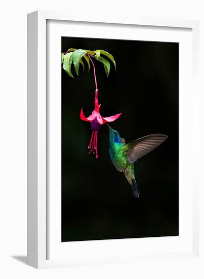 Green Violetear (Colibri Thalassinus) Feeding on a Flower, Savegre, Costa Rica-null-Framed Photographic Print