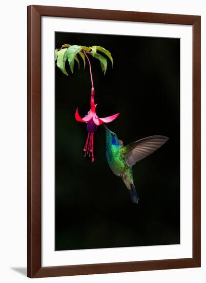 Green Violetear (Colibri Thalassinus) Feeding on a Flower, Savegre, Costa Rica-null-Framed Photographic Print