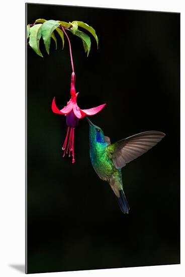 Green Violetear (Colibri Thalassinus) Feeding on a Flower, Savegre, Costa Rica-null-Mounted Photographic Print