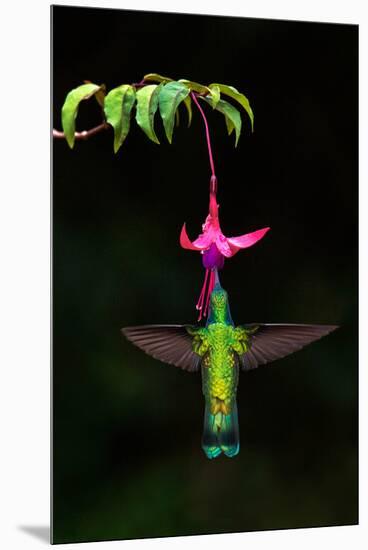 Green Violetear (Colibri thalassinus) feeding on a flower, Savegre, Costa Rica-null-Mounted Premium Photographic Print