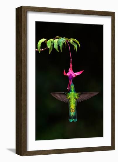 Green Violetear (Colibri thalassinus) feeding on a flower, Savegre, Costa Rica-null-Framed Photographic Print