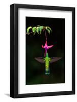 Green Violetear (Colibri thalassinus) feeding on a flower, Savegre, Costa Rica-null-Framed Photographic Print