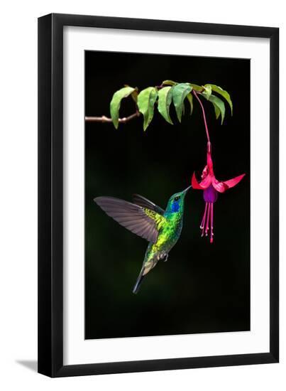 Premium Photographic Print, , large