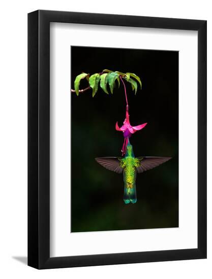 Premium Photographic Print, , large