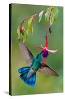 Green Violetear (Colibri Thalassinus) Feeding, Savegre, Costa Rica-null-Stretched Canvas
