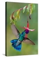 Green Violetear (Colibri Thalassinus) Feeding, Savegre, Costa Rica-null-Stretched Canvas