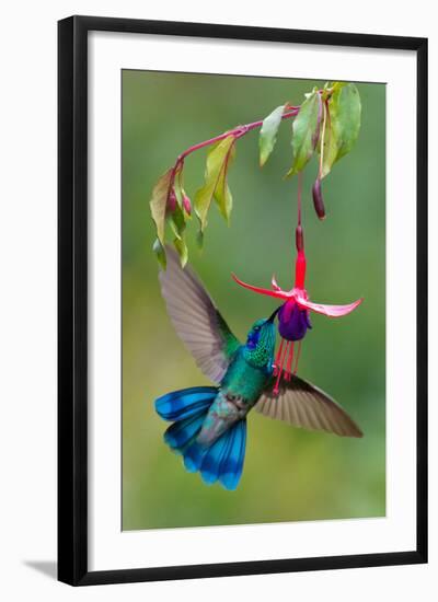 Green Violetear (Colibri Thalassinus) Feeding, Savegre, Costa Rica-null-Framed Premium Photographic Print