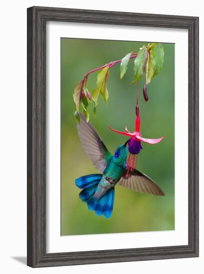 Green Violetear (Colibri Thalassinus) Feeding, Savegre, Costa Rica-null-Framed Photographic Print