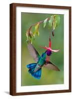 Green Violetear (Colibri Thalassinus) Feeding, Savegre, Costa Rica-null-Framed Photographic Print