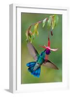 Green Violetear (Colibri Thalassinus) Feeding, Savegre, Costa Rica-null-Framed Photographic Print