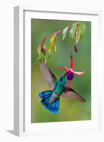 Green Violetear (Colibri Thalassinus) Feeding, Savegre, Costa Rica-null-Framed Photographic Print