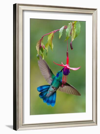 Green Violetear (Colibri Thalassinus) Feeding, Savegre, Costa Rica-null-Framed Photographic Print