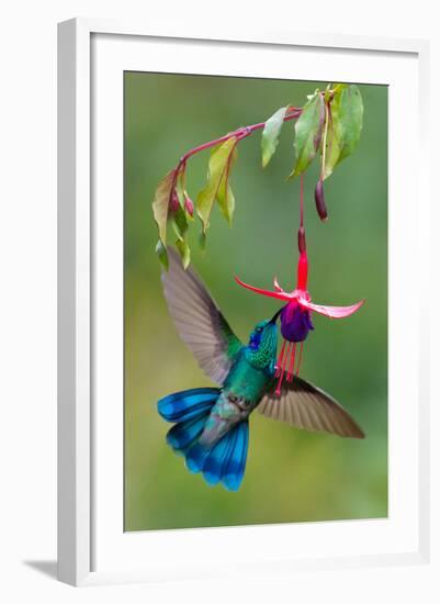 Green Violetear (Colibri Thalassinus) Feeding, Savegre, Costa Rica-null-Framed Photographic Print