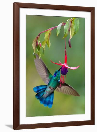 Green Violetear (Colibri Thalassinus) Feeding, Savegre, Costa Rica-null-Framed Photographic Print