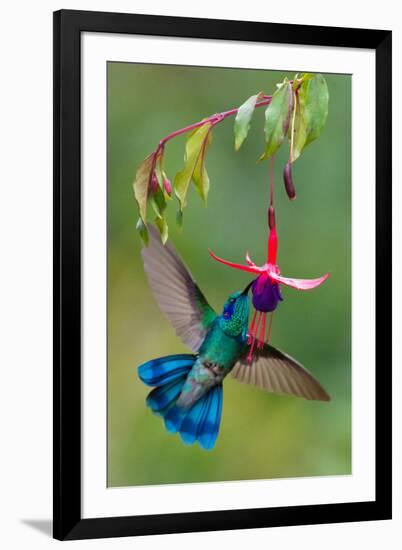 Green Violetear (Colibri Thalassinus) Feeding, Savegre, Costa Rica-null-Framed Photographic Print