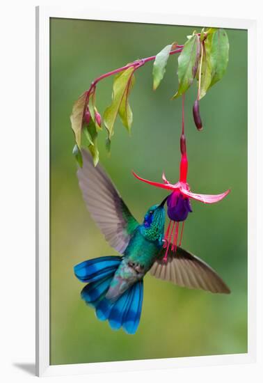 Green Violetear (Colibri Thalassinus) Feeding, Savegre, Costa Rica-null-Framed Photographic Print