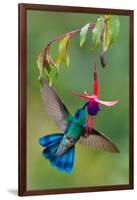 Green Violetear (Colibri Thalassinus) Feeding, Savegre, Costa Rica-null-Framed Photographic Print