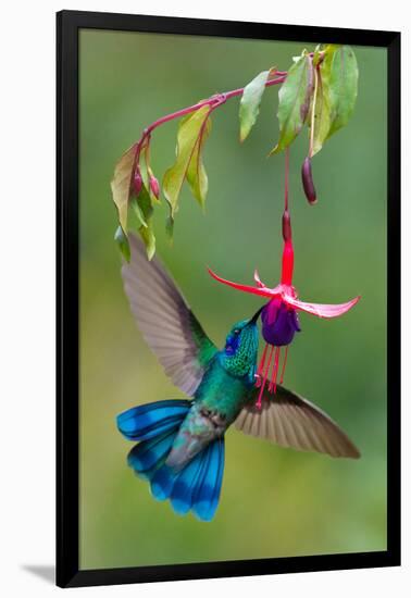 Green Violetear (Colibri Thalassinus) Feeding, Savegre, Costa Rica-null-Framed Photographic Print