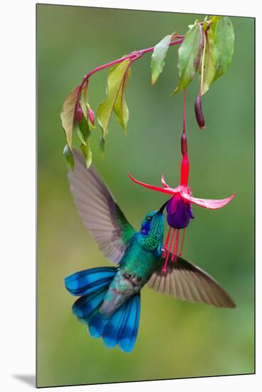 Green Violetear (Colibri Thalassinus) Feeding, Savegre, Costa Rica-null-Mounted Premium Photographic Print