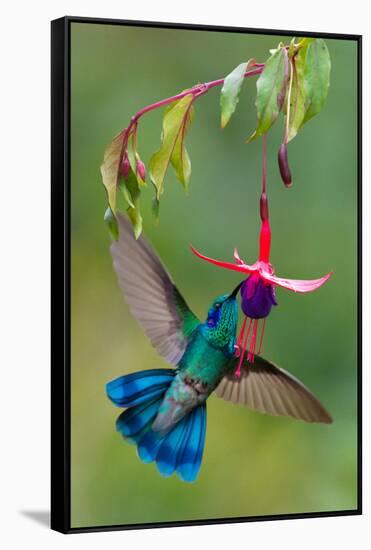 Green Violetear (Colibri Thalassinus) Feeding, Savegre, Costa Rica-null-Framed Stretched Canvas