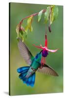 Green Violetear (Colibri Thalassinus) Feeding, Savegre, Costa Rica-null-Stretched Canvas