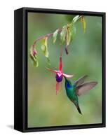 Green Violetear (Colibri Thalassinus) Feeding, Savegre, Costa Rica-null-Framed Stretched Canvas