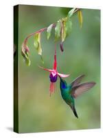Green Violetear (Colibri Thalassinus) Feeding, Savegre, Costa Rica-null-Stretched Canvas