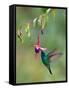 Green Violetear (Colibri Thalassinus) Feeding, Savegre, Costa Rica-null-Framed Stretched Canvas