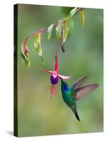 Green Violetear (Colibri Thalassinus) Feeding, Savegre, Costa Rica-null-Stretched Canvas