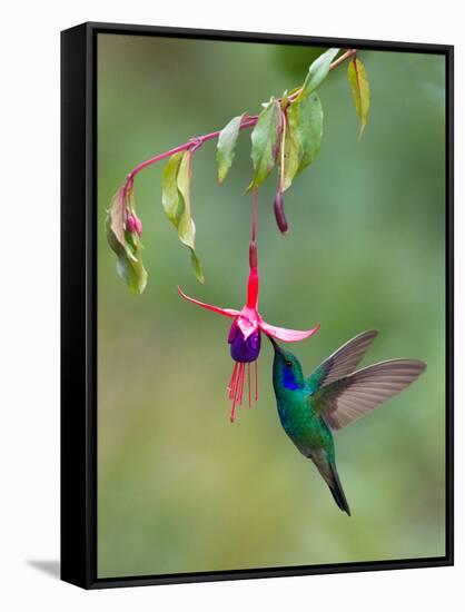 Green Violetear (Colibri Thalassinus) Feeding, Savegre, Costa Rica-null-Framed Stretched Canvas